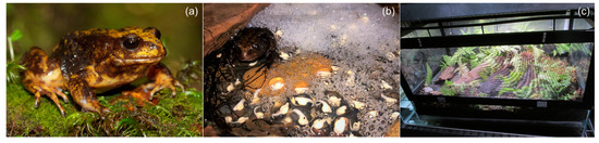 Application of Reproductive Technologies to the Critically Endangered Baw Baw Frog, Philoria frosti thumbnail