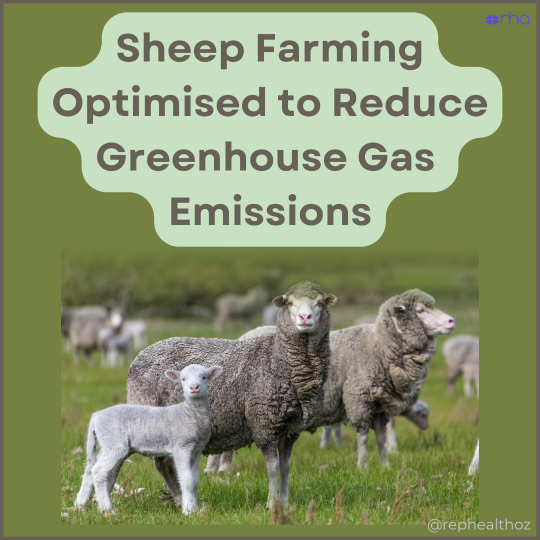 Optimising Sheep Farming to Reduce Emissions thumbnail