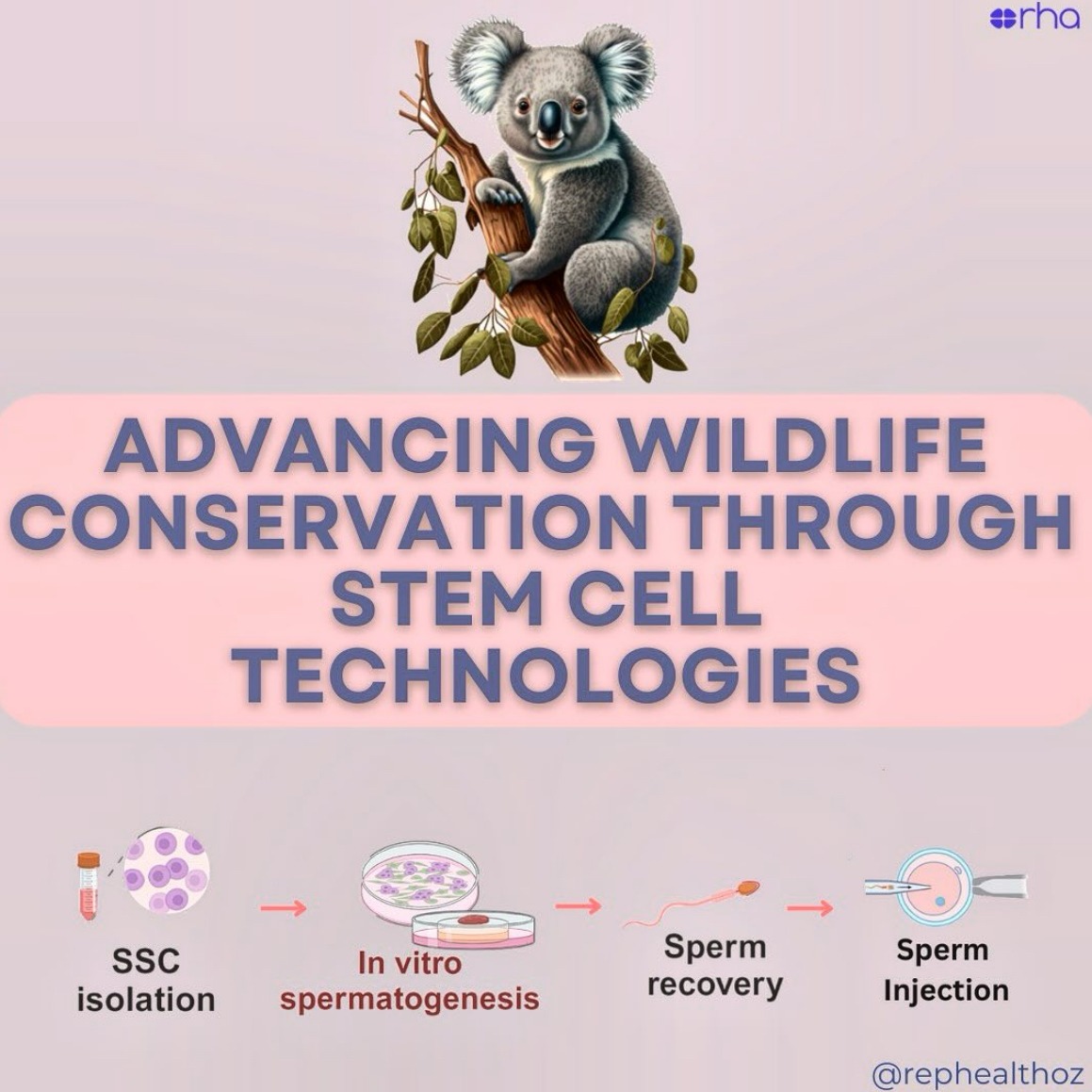 Spermatogonial stem cell technologies: applications from human medicine to wildlife conservation thumbnail