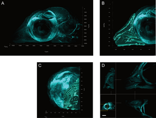 Three-dimensional exploration of the chicken embryo, a comparative study of light sheet and histological visualisation thumbnail