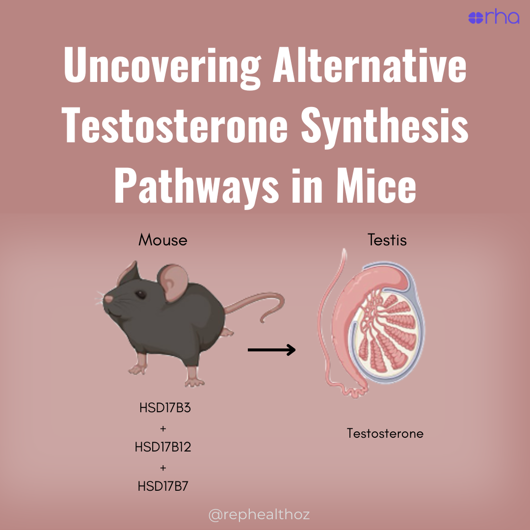 Functional Analysis of HSD17B3-Deficient Male Mice Reveals Roles for HSD17B7 and HSD17B12 in Testosterone Biosynthesis thumbnail