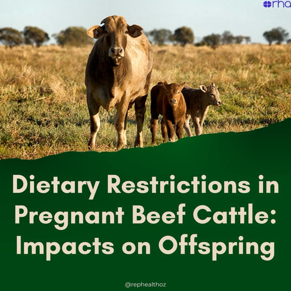 Malnutrition of pregnant beef cows and the impact on passive immunity transfer to calves thumbnail