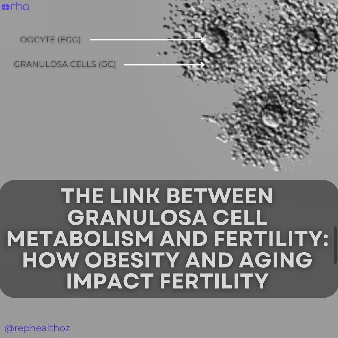 Granulosa cell metabolism at ovulation correlates with oocyte competence and is disrupted by obesity and aging thumbnail