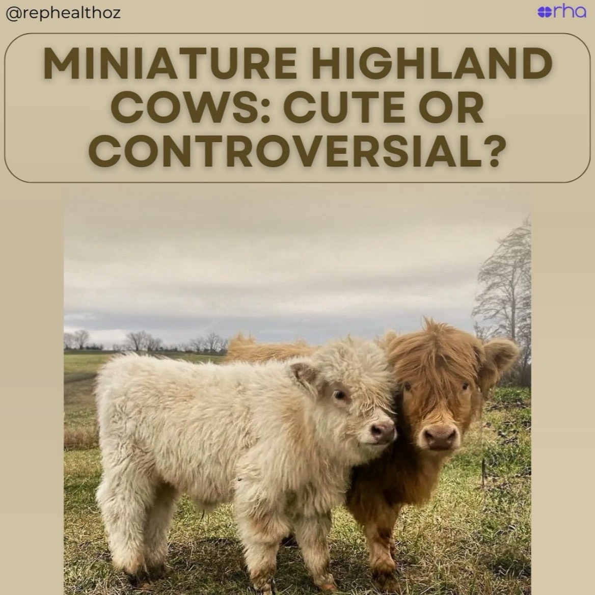 Miniature highland cows are popular, but cattle societies are debating the ethics of their breeding thumbnail