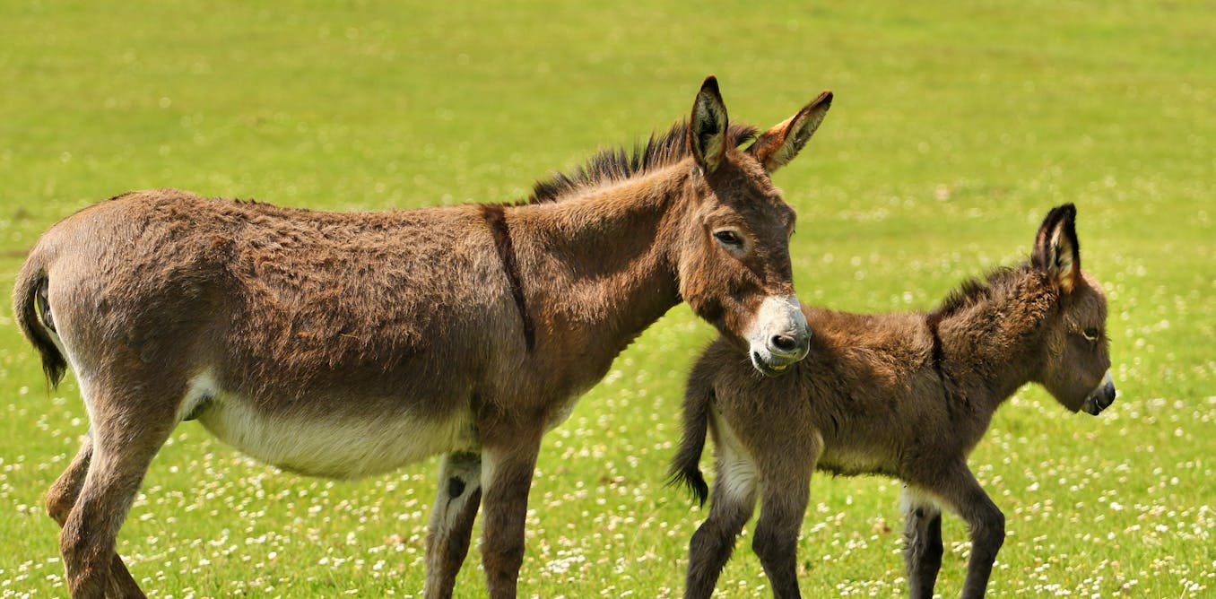 We created the world's first donkey embryo using IVF in a bid to save species from extinction thumbnail