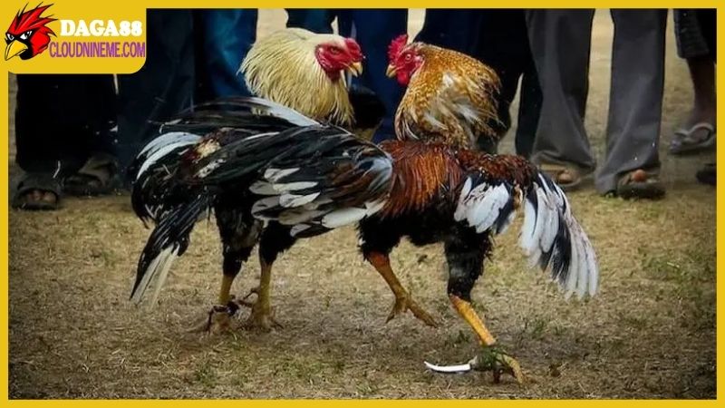 DAGA88 Trực Tiếp Đá Gà Thomo Hôm Nay C1 C2 C3 C4 C5 C6 Tonhon thumbnail