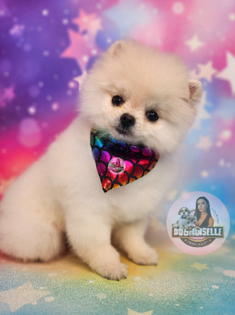 Pachet POMERANIAN ✂️ thumbnail