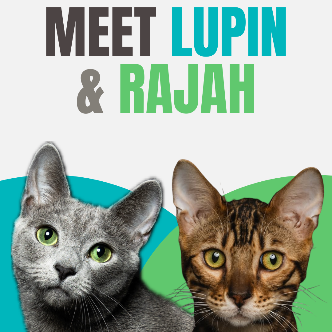 Cat Café tickets - Meet @LUPININLONDON thumbnail