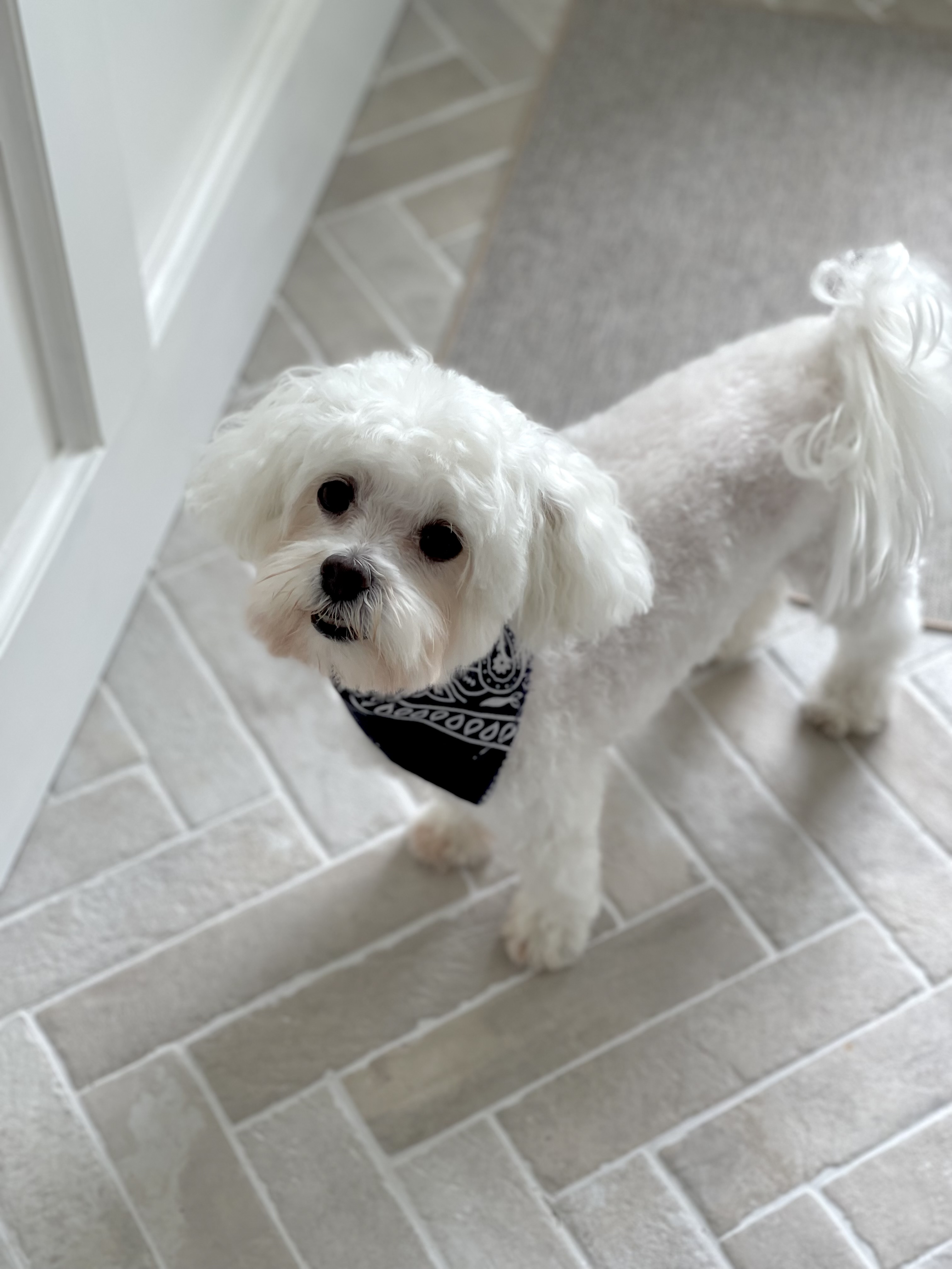 Herringbone Tile + Grout thumbnail