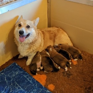 Sito Corgi Valley  thumbnail