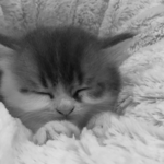 Miso thumbnail