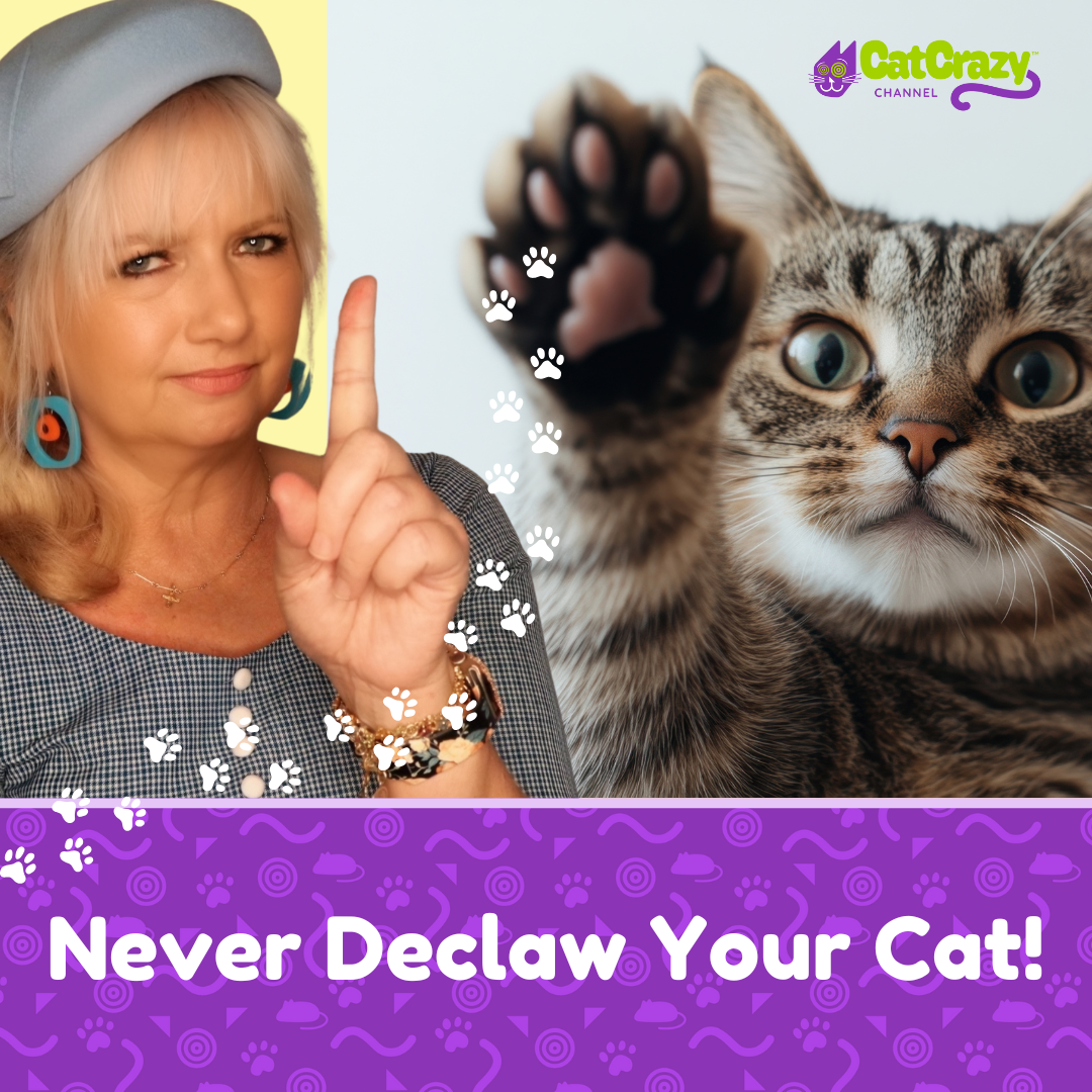 Why You Should Never Declaw Your Cat thumbnail