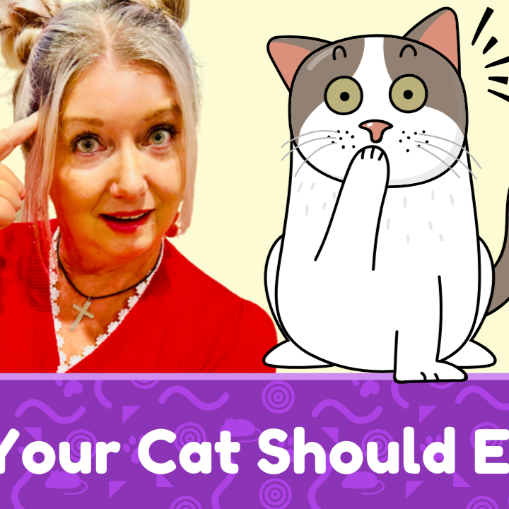 Your Cat Should Eat Insects? Not On Our Ingredient List! thumbnail