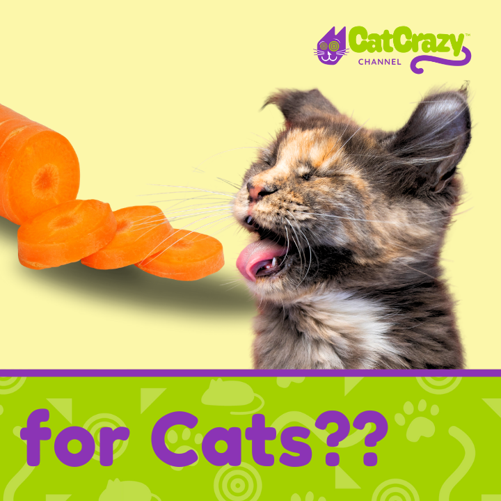 Why Cats Can't Be Vegan! thumbnail