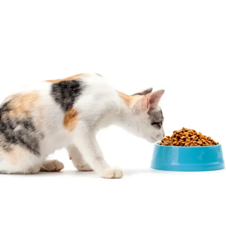 New Blog Post - The Kibble Crisis: 15 Reasons Your Indoor Cat Deserves a Change thumbnail