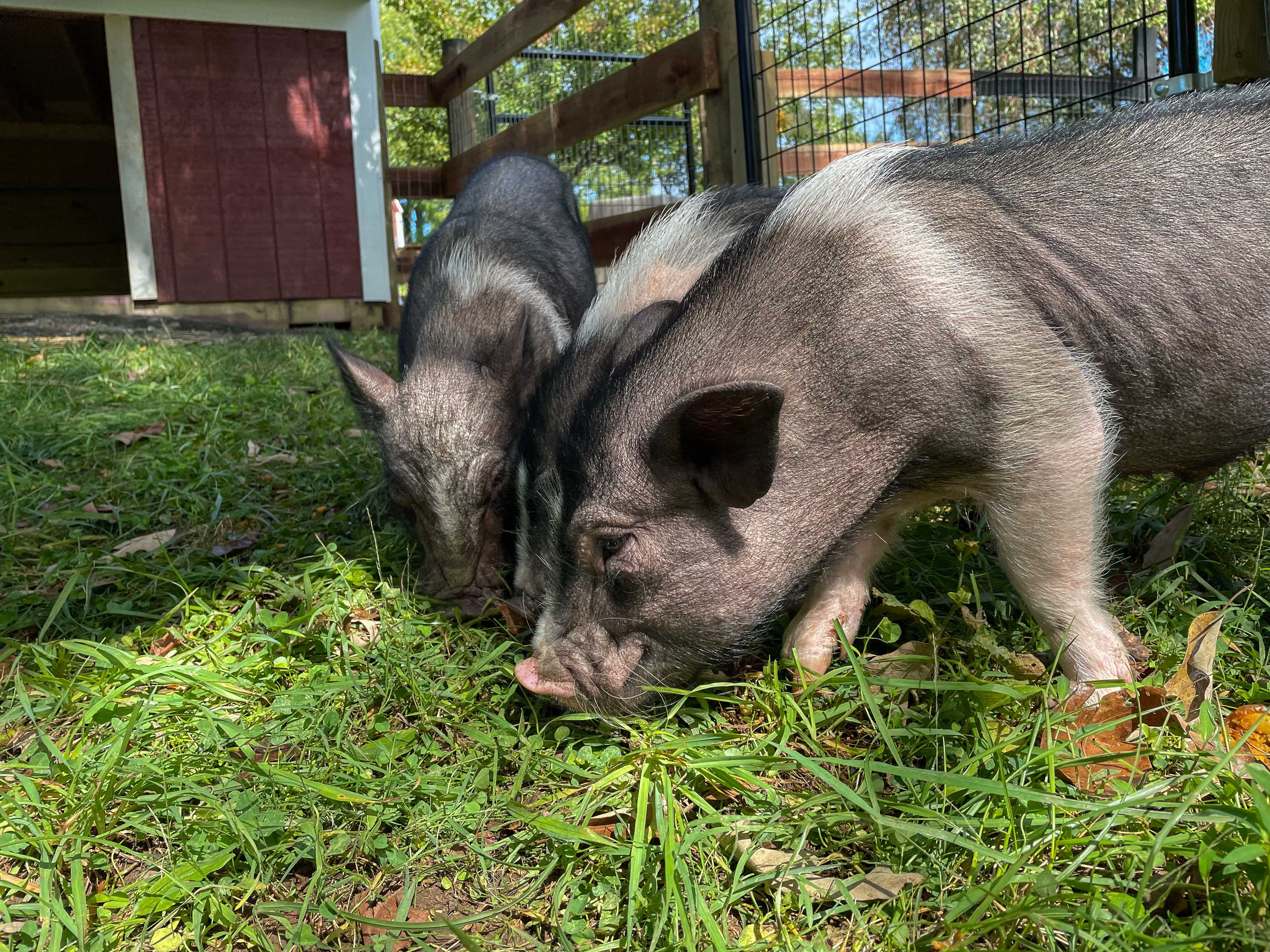 Support Fauna Haven Animal Sanctuary thumbnail