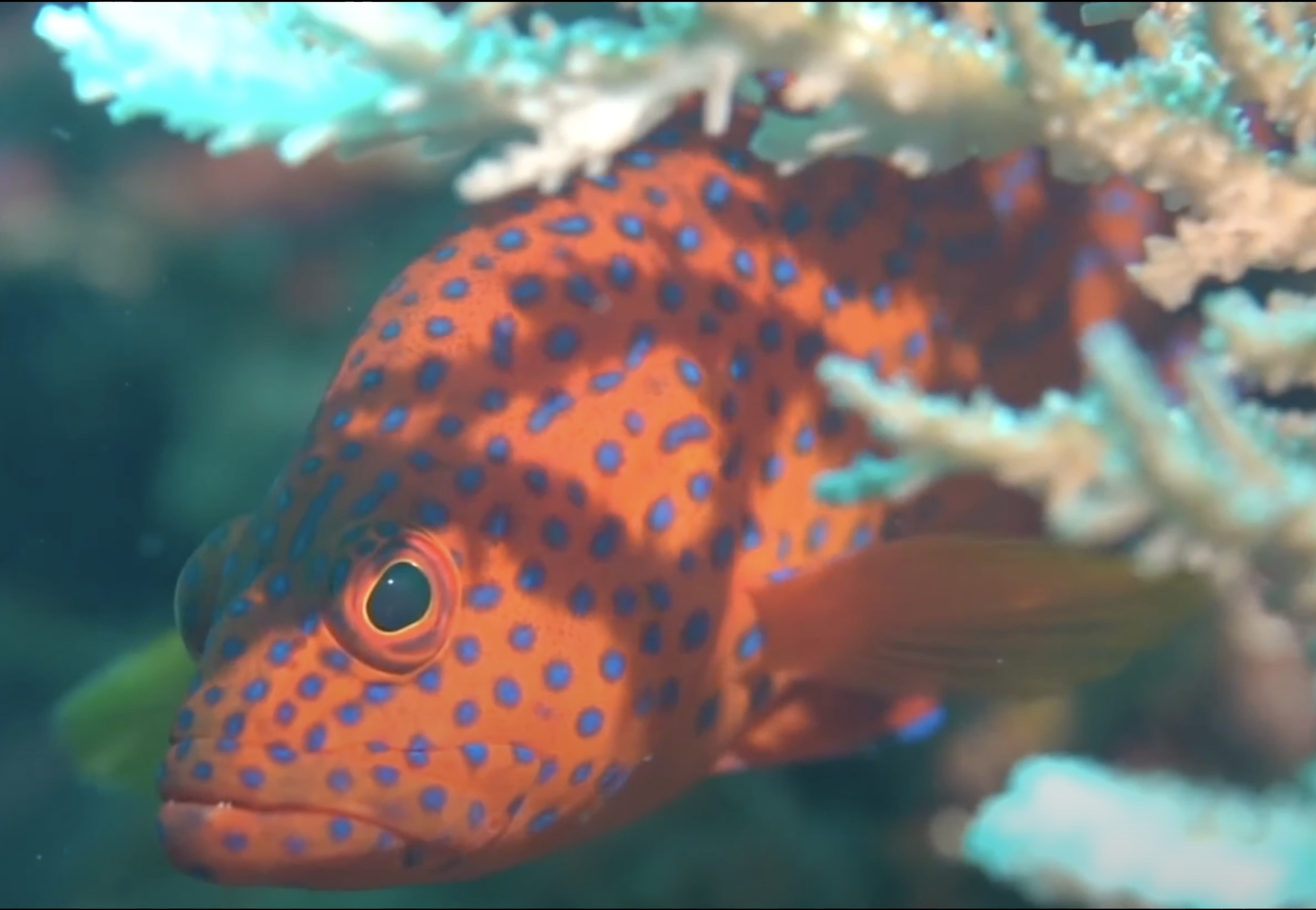 CORAL BAY I Paradise Found | Sailing Expedition SOLOMON ISLANDS thumbnail