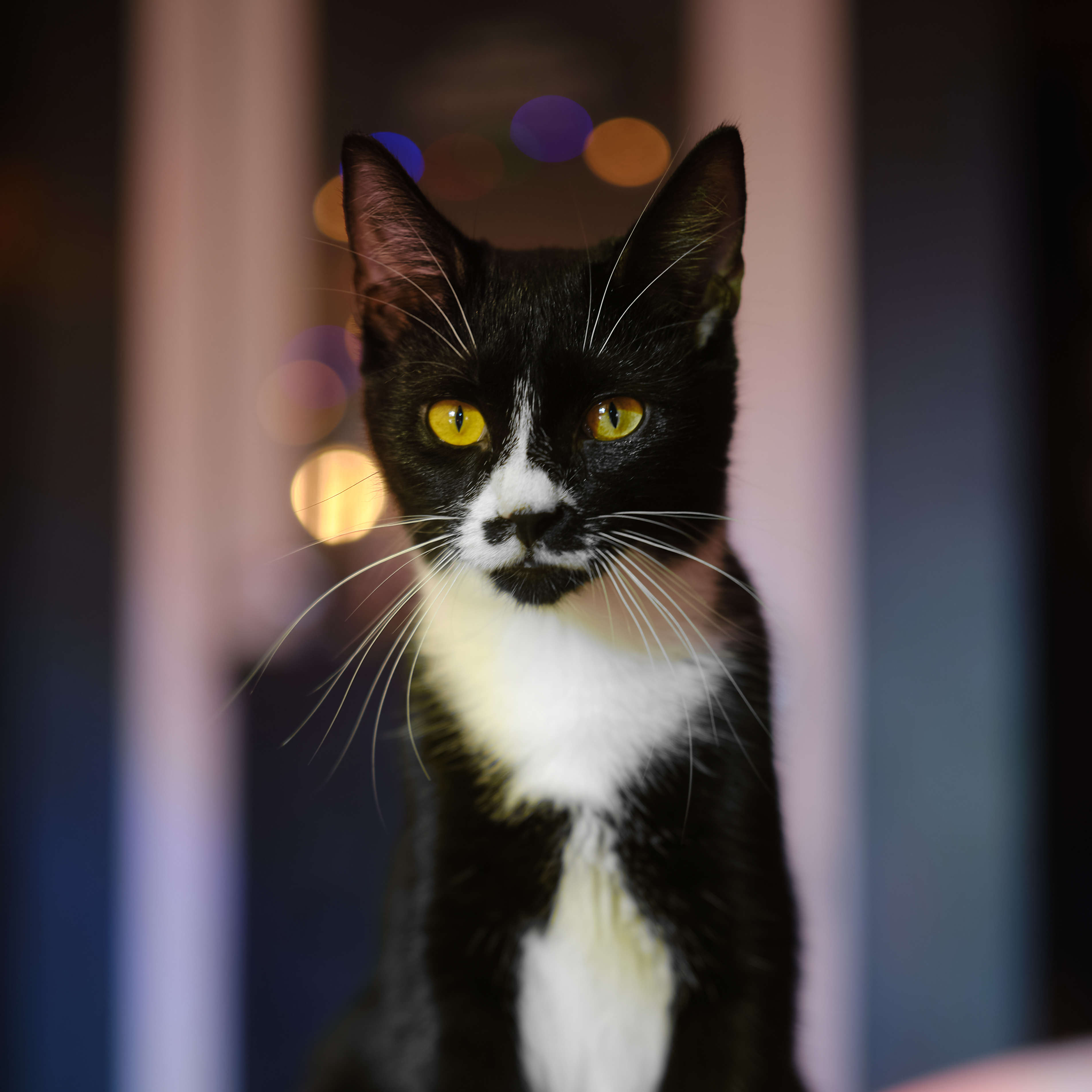 (coming soon) pick up some prints on darkroom thumbnail