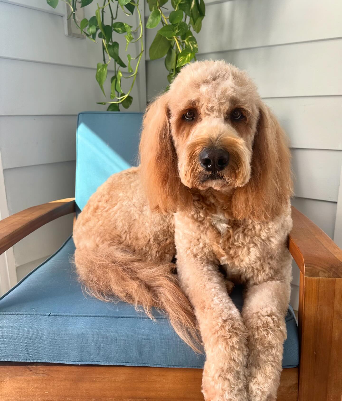 Our boy Leo is feeling fresh and clean after his much needed grooming session! Clean pup, happy life!🧡
🗓️Book your appoi