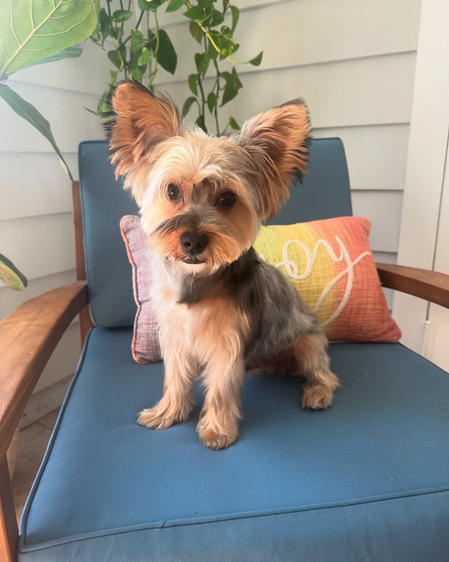 Ralphie’s back for his second groom! He’s getting more comfortable and happy to be here🧡

🗓️Book now and help your puppy
