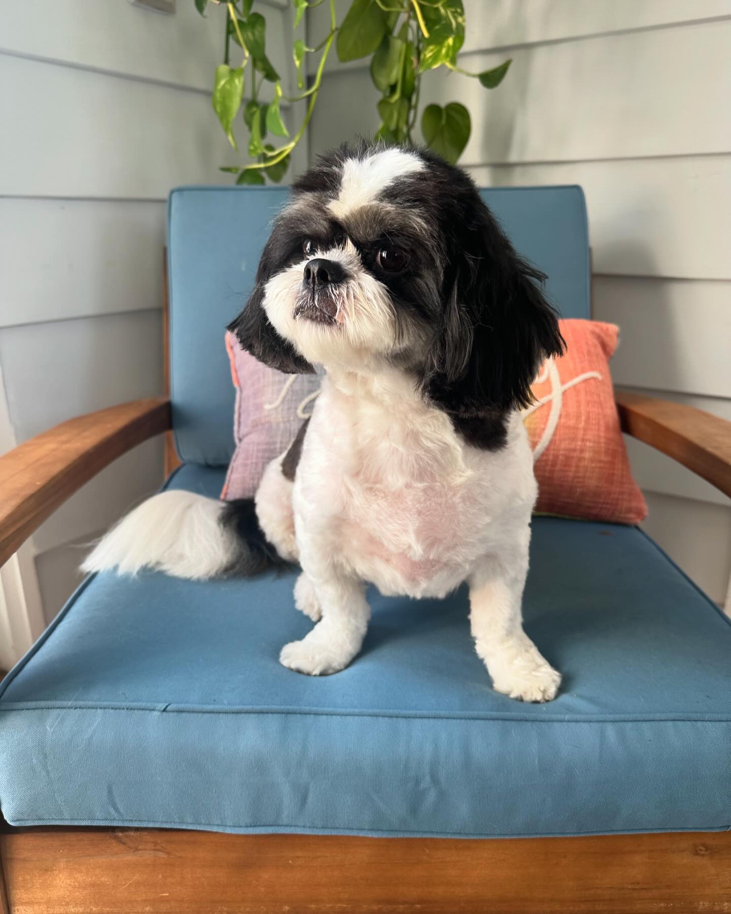 Meet Ace🤍🖤, the adorable boy who’s feeling fresh and clean after his spa day! Summer cut, nails trimmed, ears and teeth 
