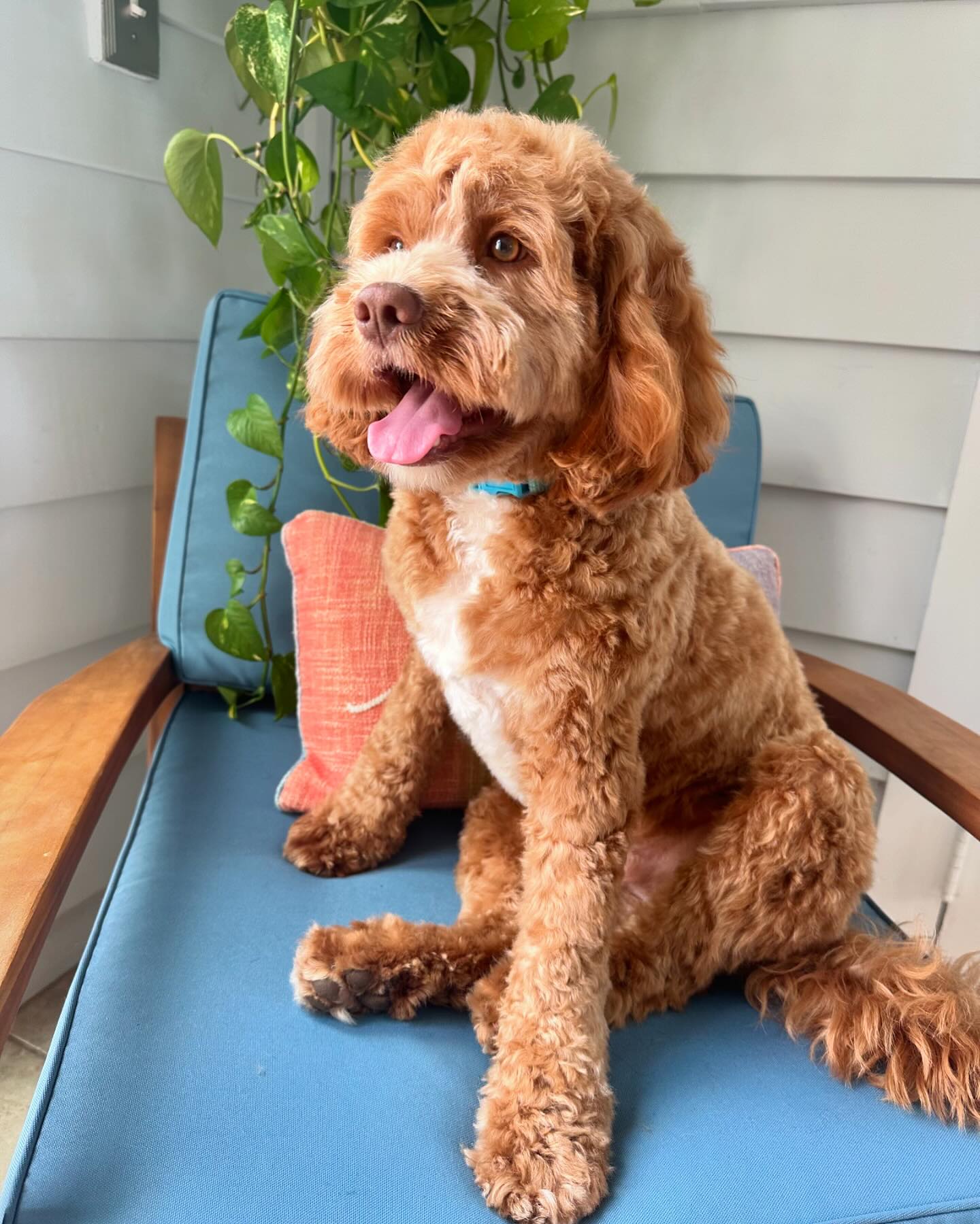 Meet Brunson Bloom, the handsome boy!🧡
Fresh from his grooming session, looking and feeling like royalty!
🛁
Bathing and 
