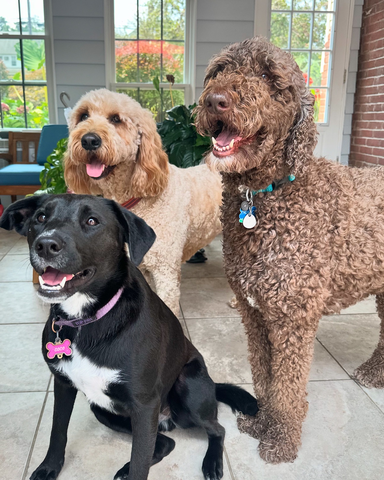 Blooming Dog Grooming on Instagram: "Sweet Coco is leaving us today! We’ve loved having this adorable around and will miss her🖤🐾🌸" thumbnail