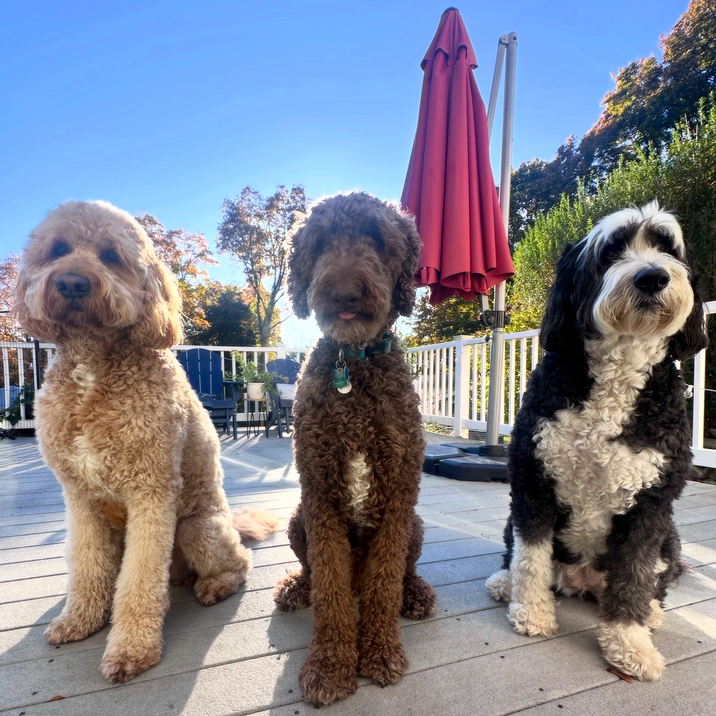 Your pet’s second home 🏡 thumbnail