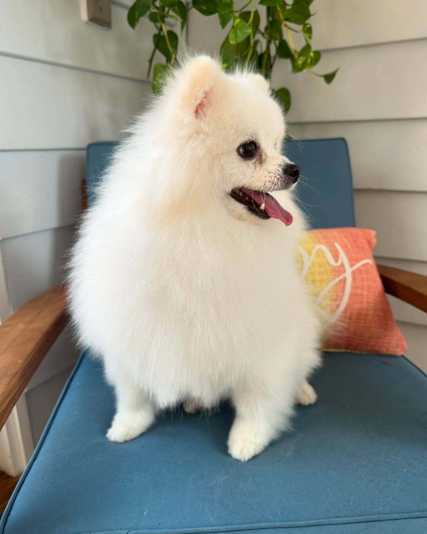 Our regular Pomeranian client always looks and feels his absolute best after a grooming session with us He knows he’s th