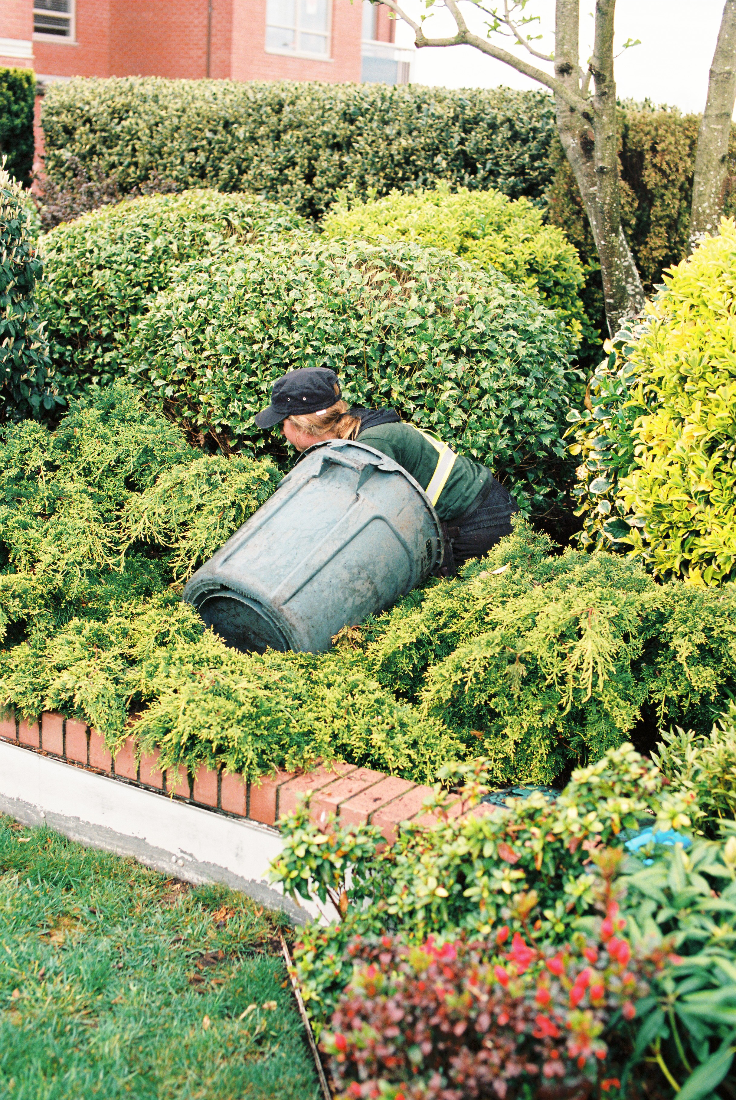 RED SEAL Horticultural Cleanup Services thumbnail