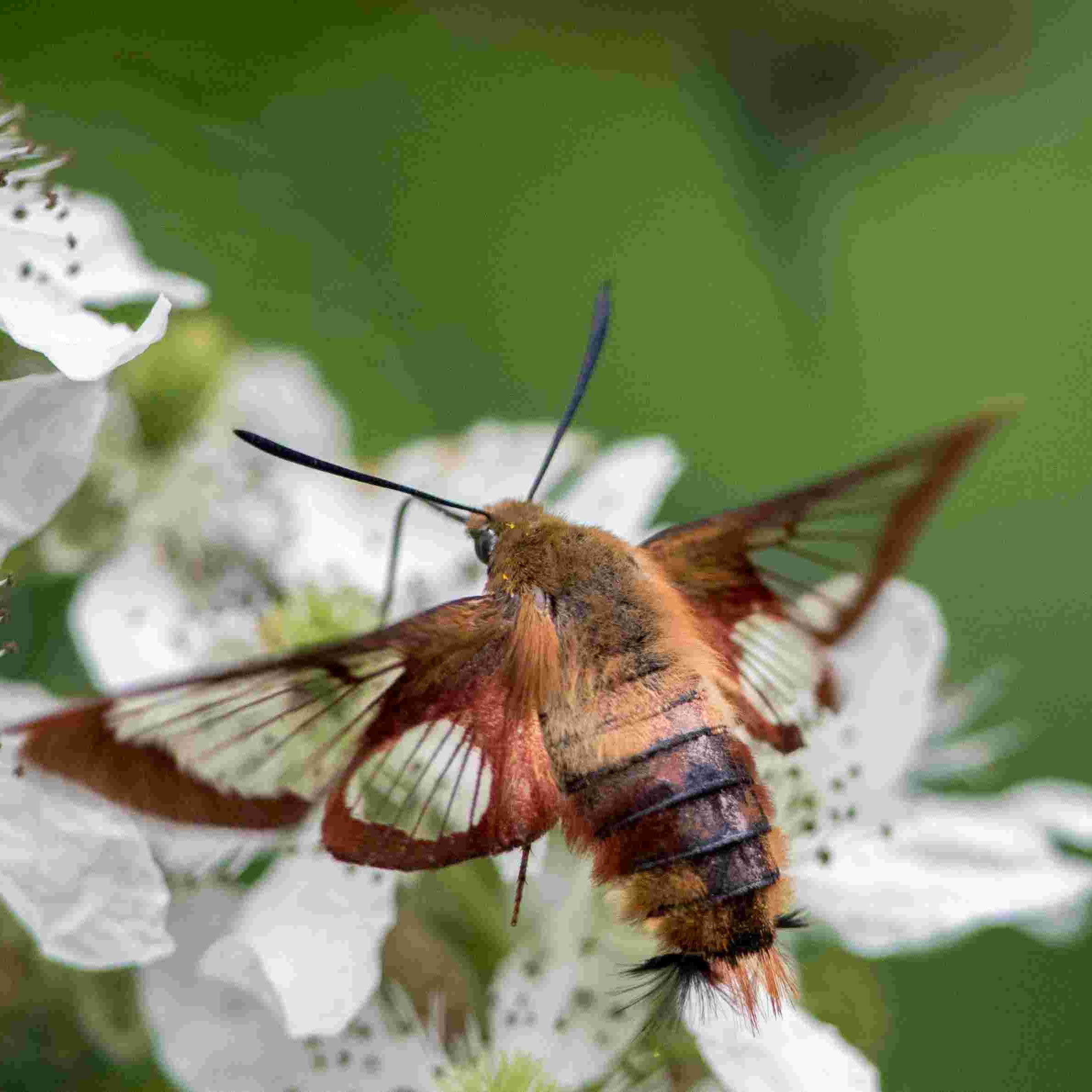 Meeting Agendas & Minutes thumbnail