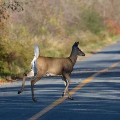 Wildlife Crossings, Habitat Connectivity & Biodiversity with Jesse Mohr thumbnail