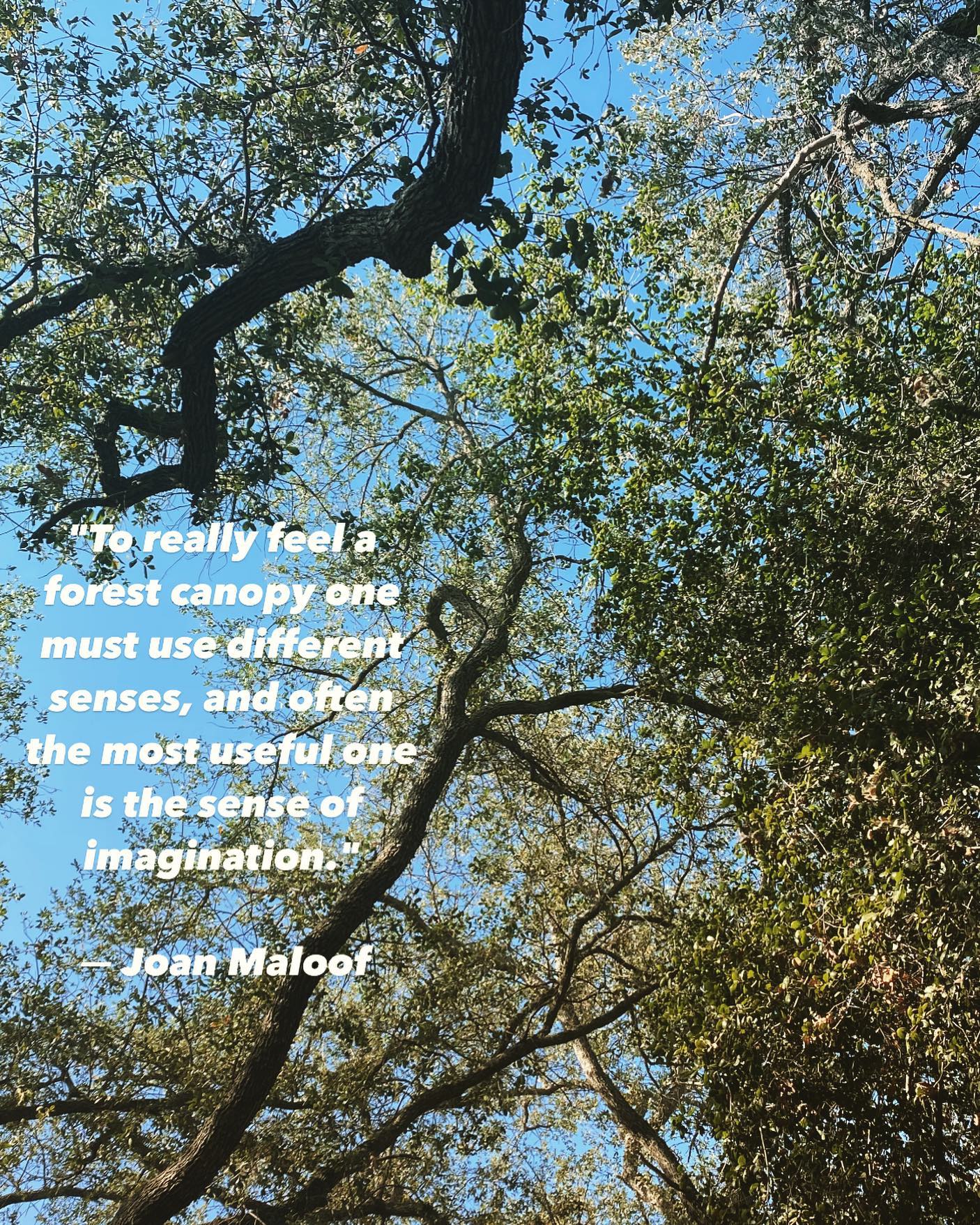 "To really feel a forest canopy one must use different senses, and often the most useful one is the sense of imagination