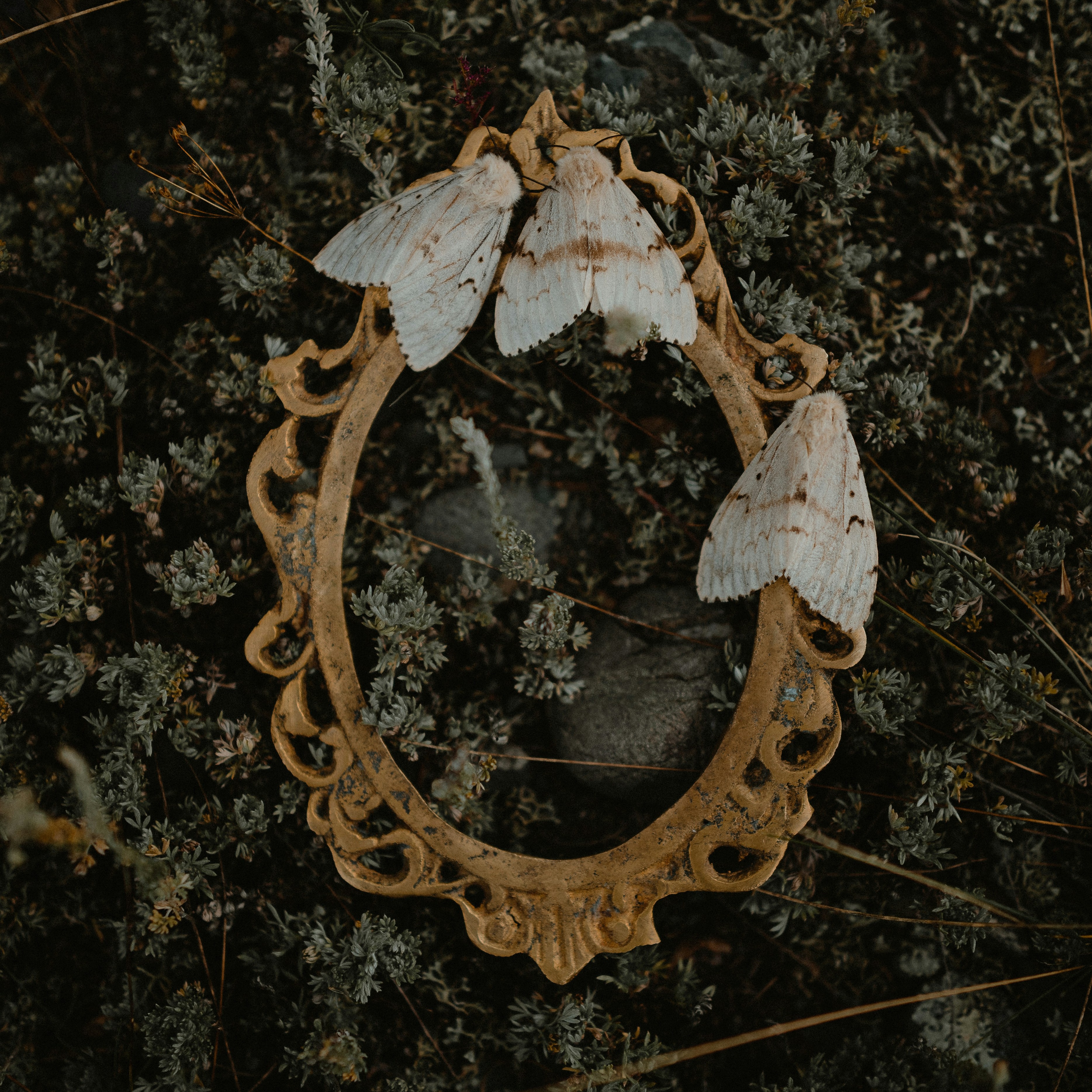 The Moth Missives - Substack  thumbnail