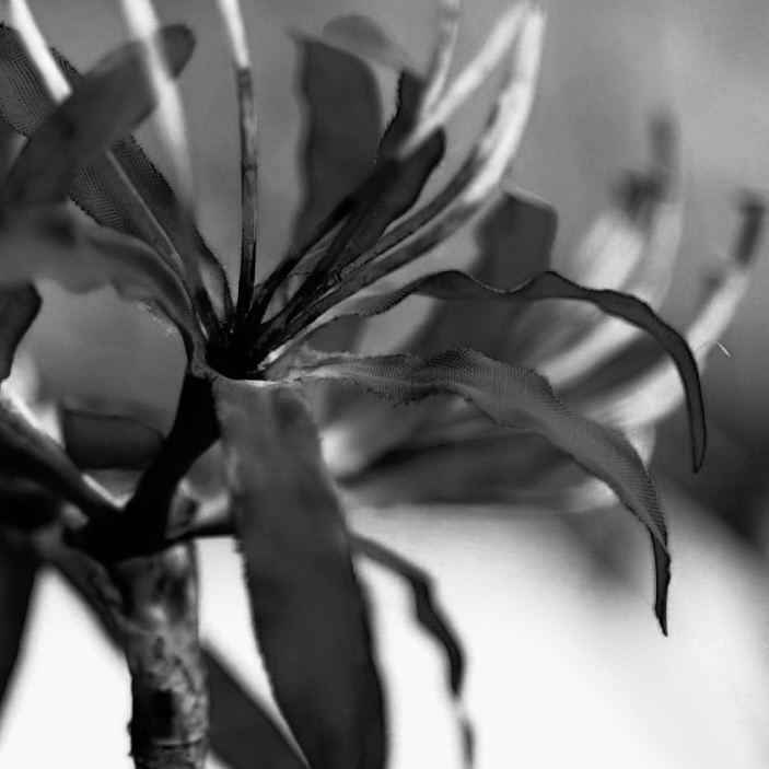 Film "The Long-Cherished Lily" thumbnail