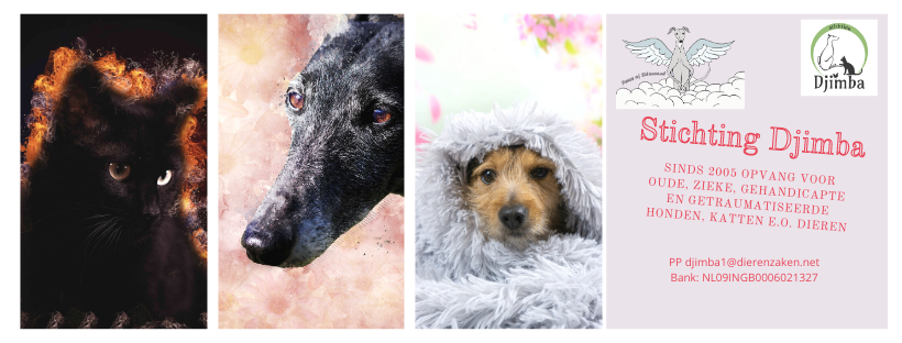 stichting Djimba voor dieren in nood thumbnail