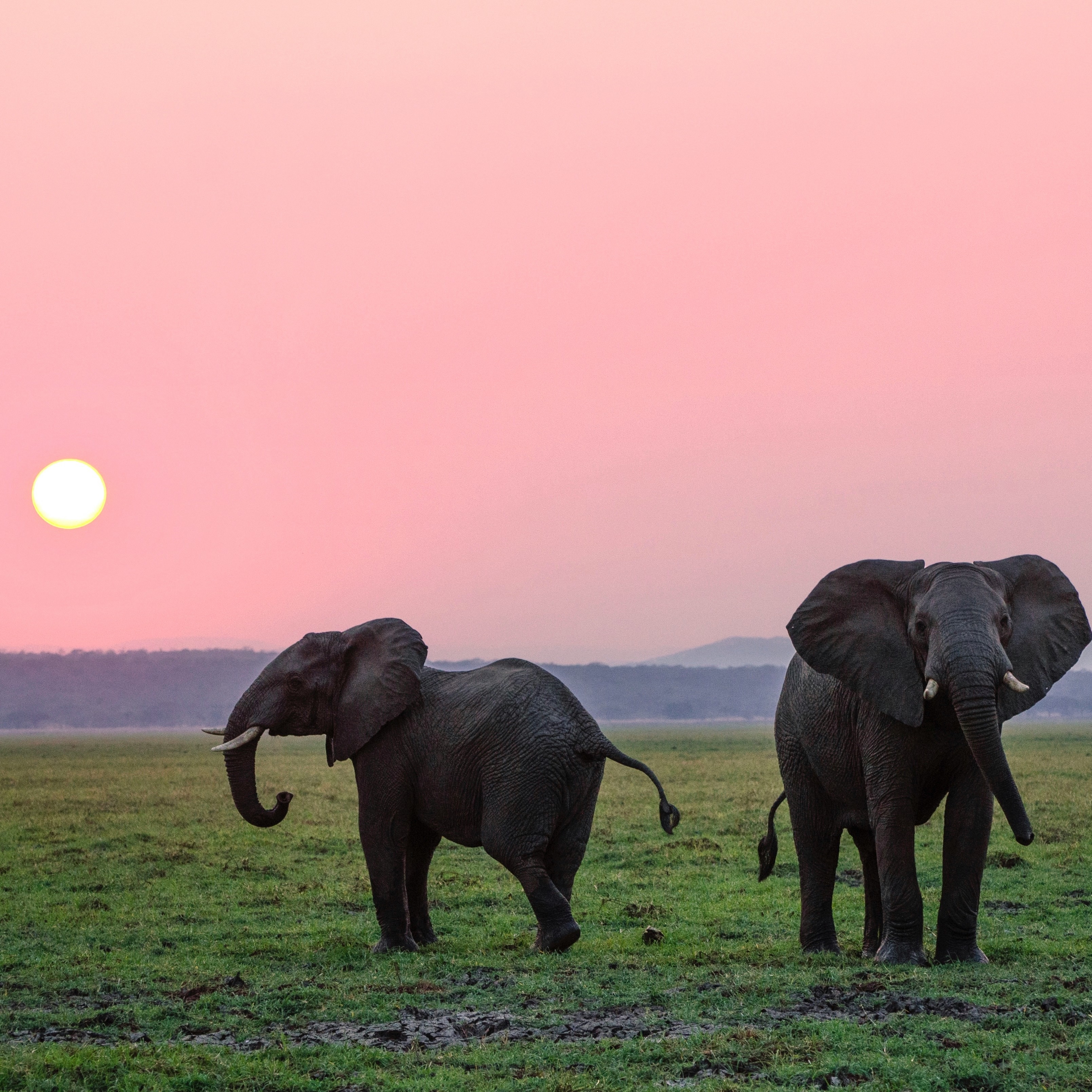 WE RESPECT_ ANIMALS thumbnail