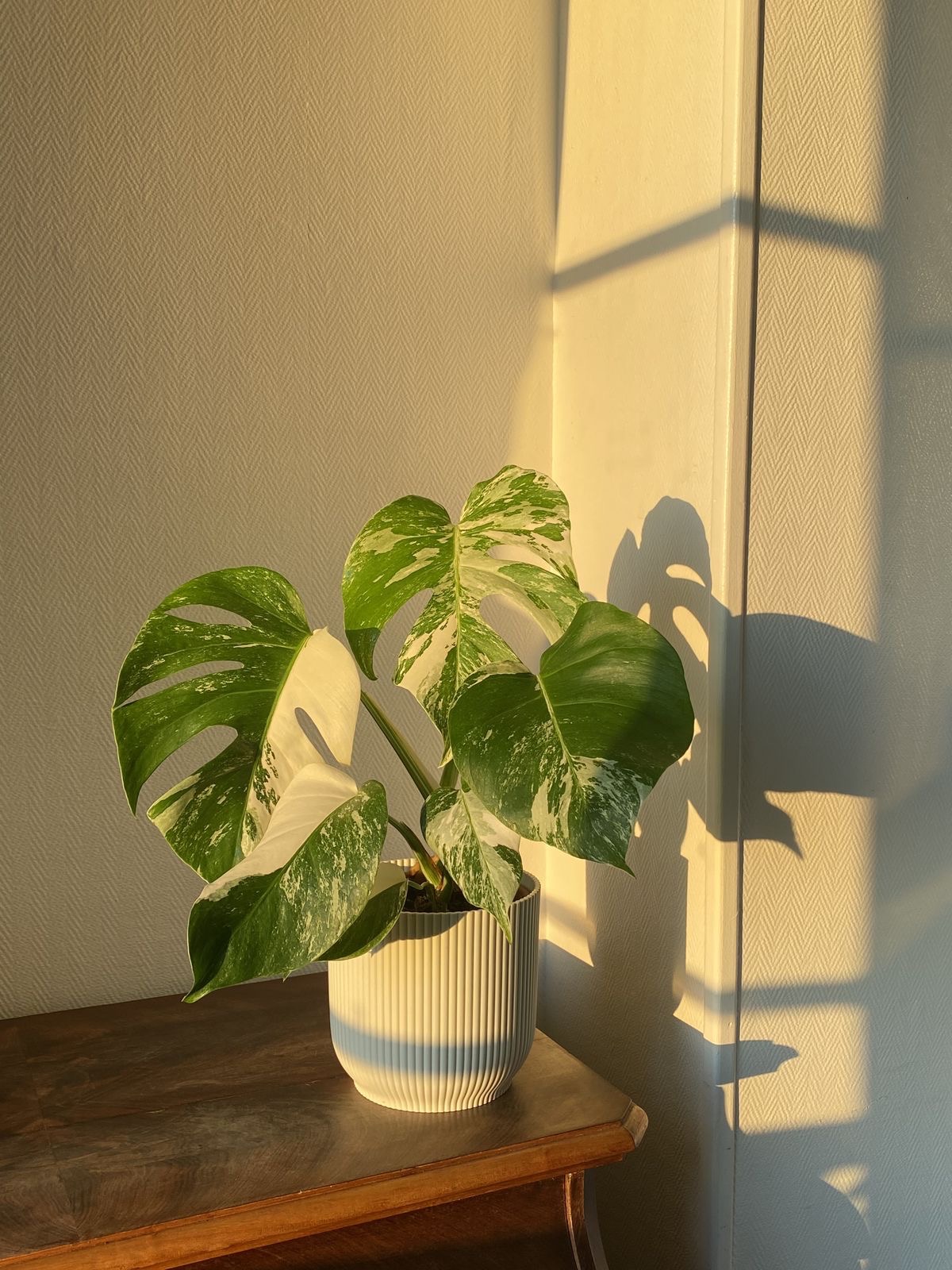 Amazon Storefront thumbnail