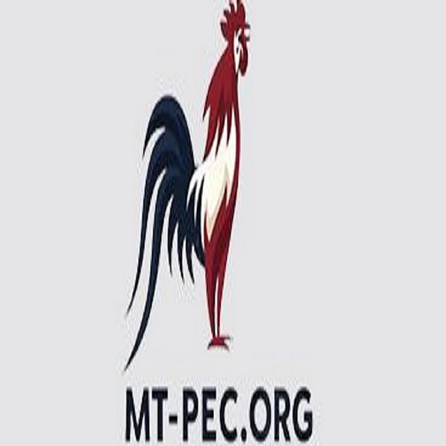 ĐÁ GÀ TRỰC TIẾP TRỰC TIẾP ĐÁ GÀ THOMO thumbnail