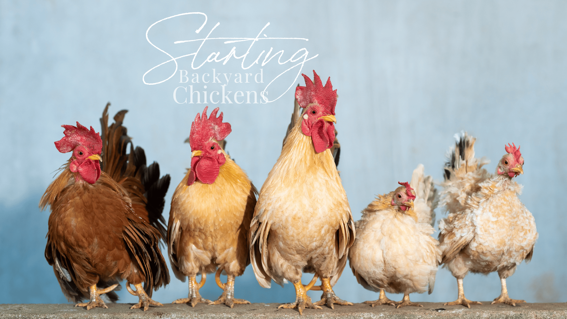 Backyard Chicken Guide for Beginners thumbnail