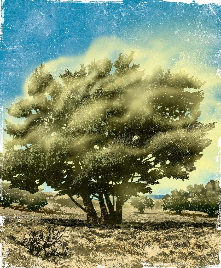 Finding a Sense of Place in the Discomfort of Cedar Fever thumbnail