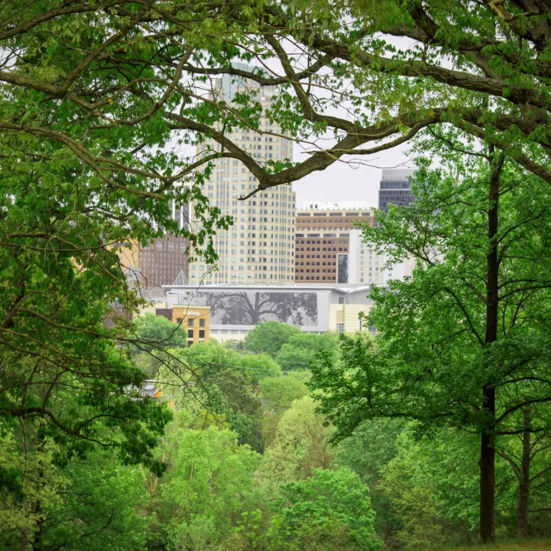 Forest Bathing at Dix Park, Raleigh. Sundays, March 29, May 31, 1-3pm. thumbnail