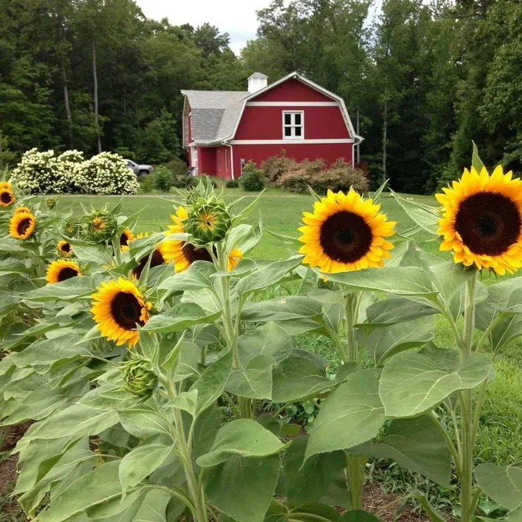 Upcoming:  Forest Bathing Guide Training with The Forest Therapy School. September 16-19, 2026 thumbnail