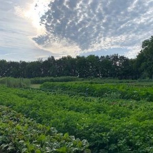 Upcoming:  Root, Grow, Flourish, Farm and Forest Day Retreats. April 26, June 7, Oct 26, 2026, 9:30am-5pm thumbnail