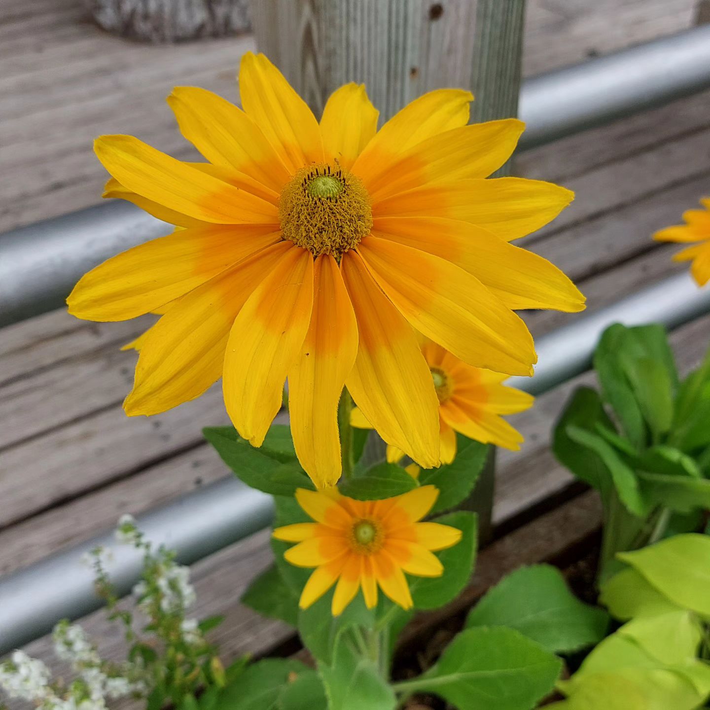 Summertime ☀️
Just a few blossoms to beighten your day! 
#sunflowers🌻 #hotdays☀️ #simplicity