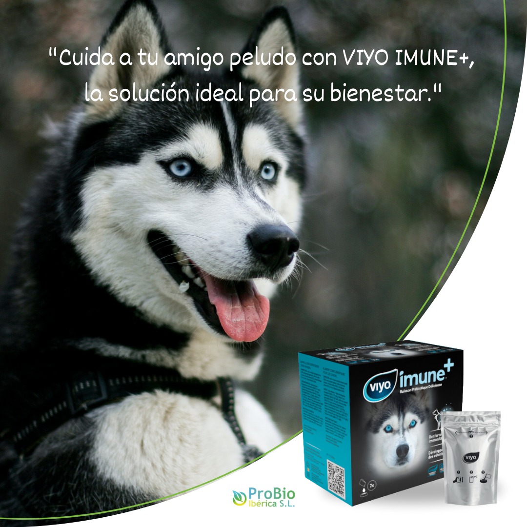 ¡Mejora la salud de tu perro con Viyo Imune+! 🐾 Esta bebida prebiótica 100% natural está diseñada por veterinarios para 