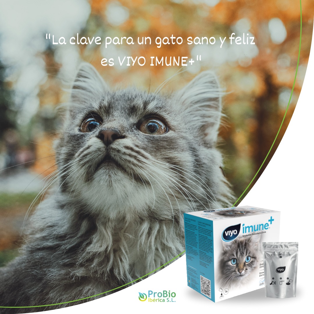 ¡Dale a tu gato el impulso que necesita con Viyo imune+! 🐱 Esta bebida prebiótica, desarrollada por veterinarios, es 100