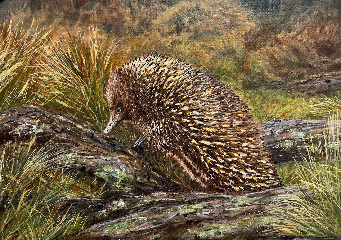 I have completed the oil on Belgium linen studio works of the Cradle Mountain echidna we photographed last year busily e