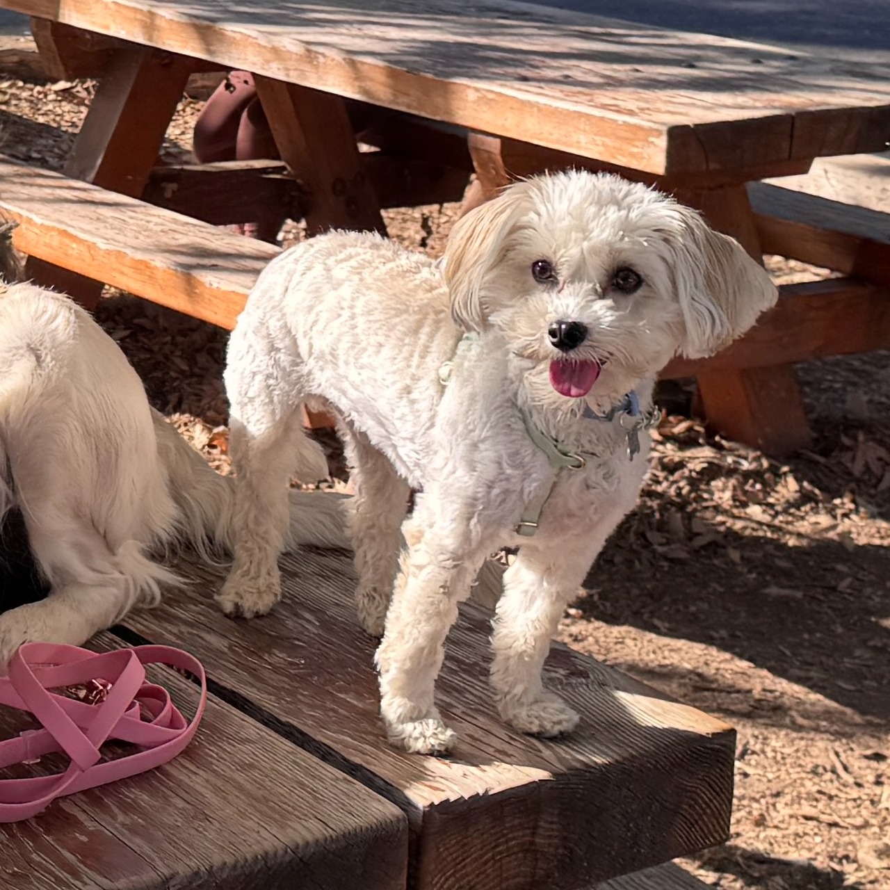 Our favorite dog accessories from Sunny Tails - use code MOKA10 for a discount! thumbnail