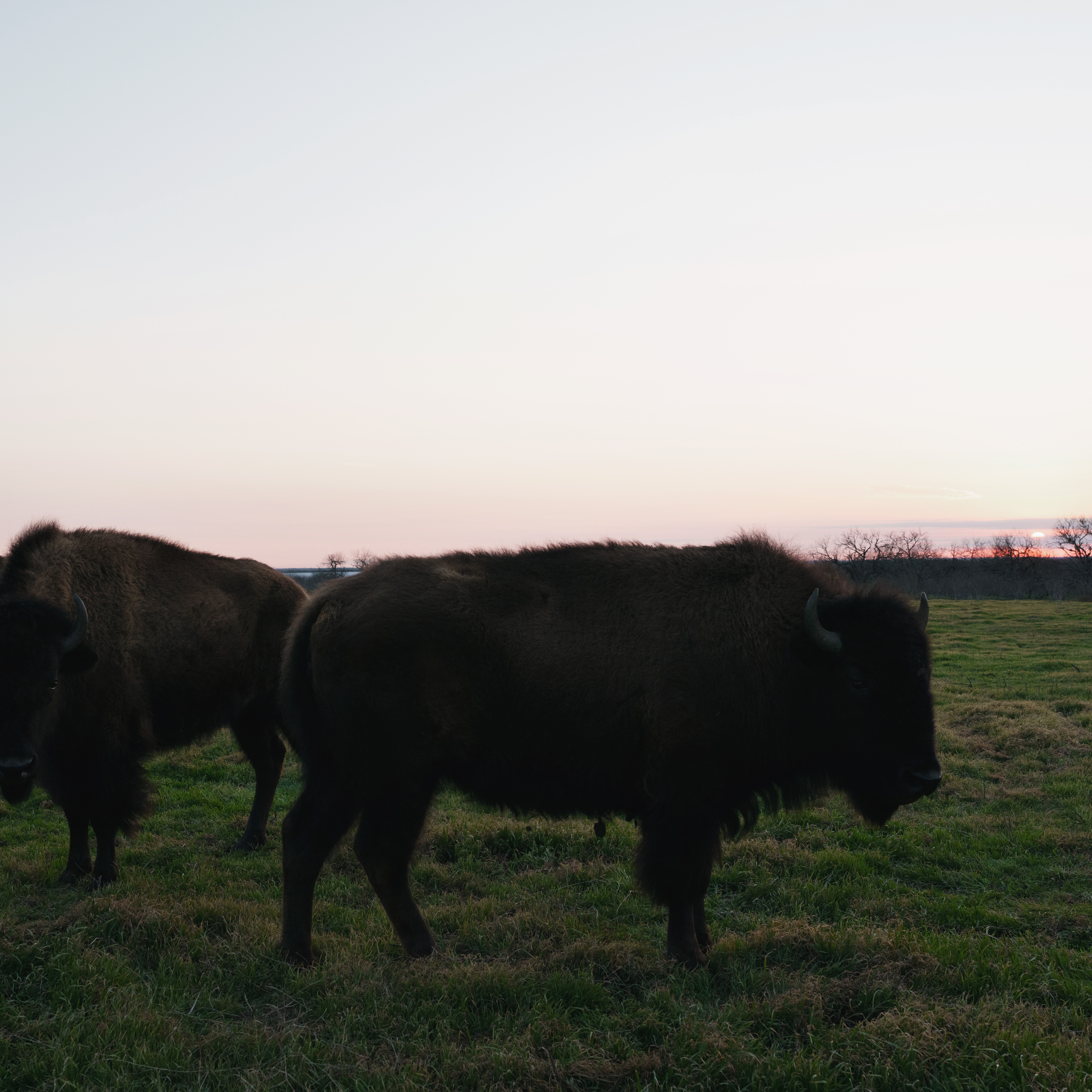 2026 Southern Plains Buffalo Harvest thumbnail